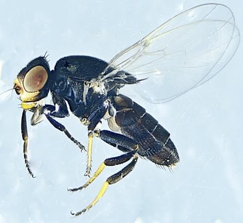 Réf. 311 800 : Polyodaspis ruficornis